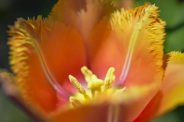 Printemps Cette Belle Tulipe Aux Pétales Déchiquetés Fleurit Couleur Rappelle — Photo