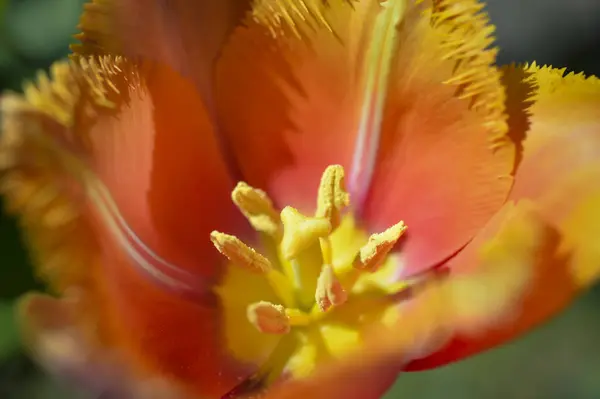 Printemps Cette Belle Tulipe Aux Pétales Déchiquetés Fleurit Couleur Rappelle — Photo