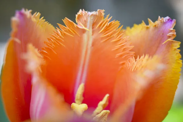 Άνοιξη Ανθίζει Αυτή Όμορφη Τουλίπα Τις Ακανόνιστες Πέταλα Χρώμα Του — Φωτογραφία Αρχείου
