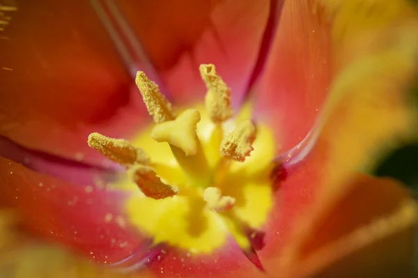 Primavera Esta Bela Tulipa Com Suas Pétalas Irregulares Floresce Sua — Fotografia de Stock