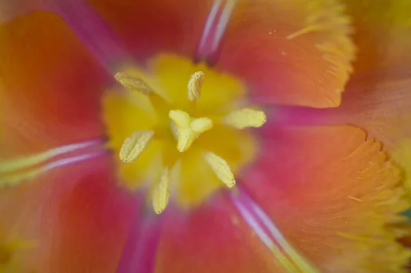 Primavera Fiorisce Questo Bellissimo Tulipano Dai Petali Frastagliati Suo Colore — Foto Stock