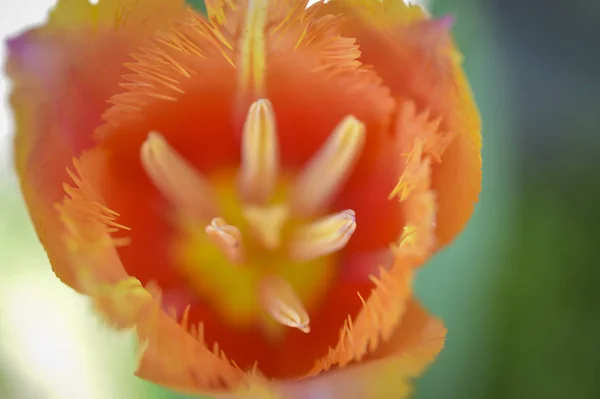 Primavera Esta Bela Tulipa Com Suas Pétalas Irregulares Floresce Sua — Fotografia de Stock