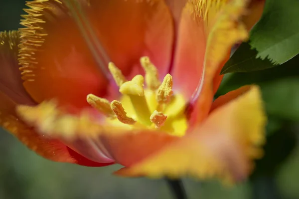 Printemps Cette Belle Tulipe Aux Pétales Déchiquetés Fleurit Couleur Rappelle — Photo