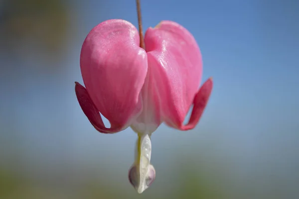 the plant of bleeding hearts produces wonderfull pink flowers  like small hearts