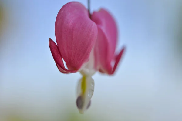 Рослина Кровоточивих Сердець Виробляє Дивовижні Рожеві Квіти Маленькі Серця — стокове фото