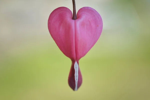 the plant of bleeding hearts produces wonderfull pink flowers  like small hearts