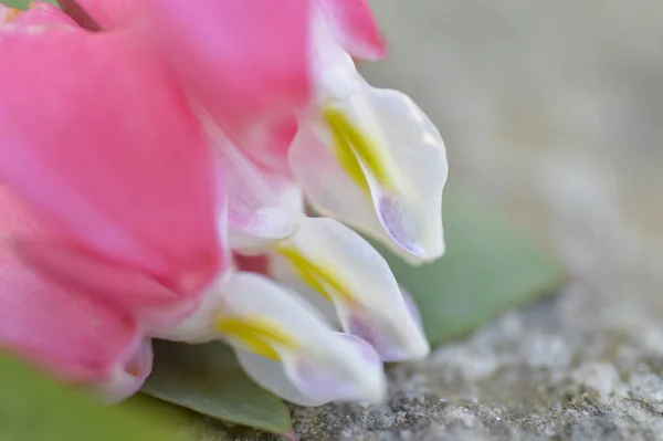 Planta Corações Sangrando Produz Maravilhosas Flores Cor Rosa Como Pequenos — Fotografia de Stock