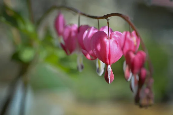 the plant of bleeding hearts produces wonderfull pink flowers  like small hearts