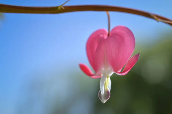 the plant of bleeding hearts produces wonderfull pink flowers  like small hearts