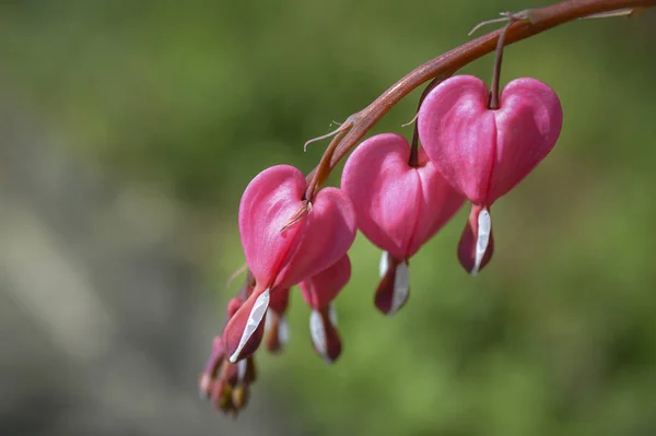 the plant of bleeding hearts produces wonderfull pink flowers  like small hearts