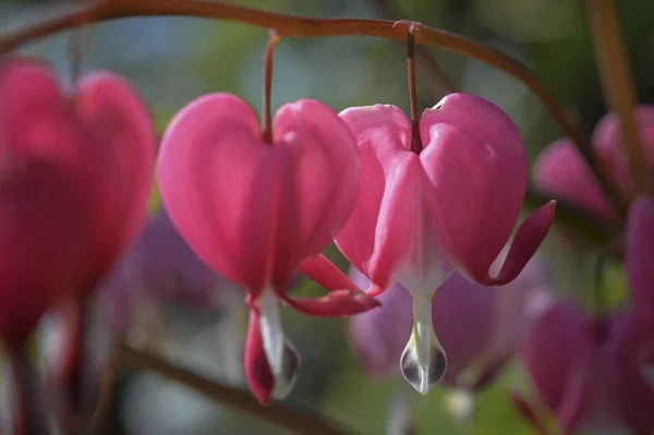 Závod Krvácející Srdce Produkuje Nádherně Růžové Květy Jako Malé Srdce — Stock fotografie