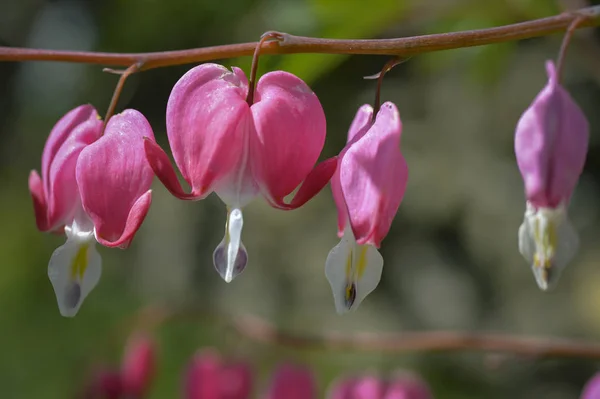 the plant of bleeding hearts produces wonderfull pink flowers  like small hearts