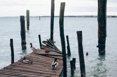 Ördek gölün kıyısındaki iskelede oturuyor.