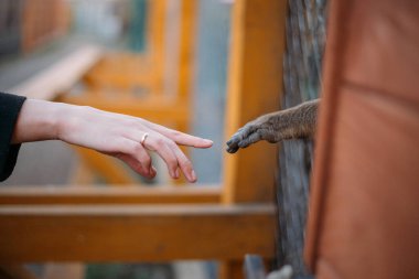 İnsan bir maymunla el ele tutuşur.