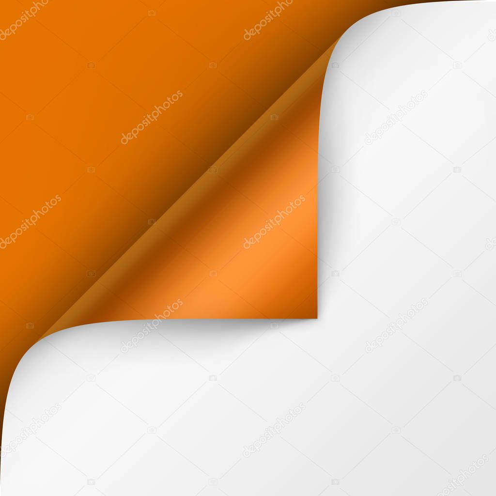 Vector Curled corner of White paper with shadow Mock up Close up Isolated on Bright Orange Background