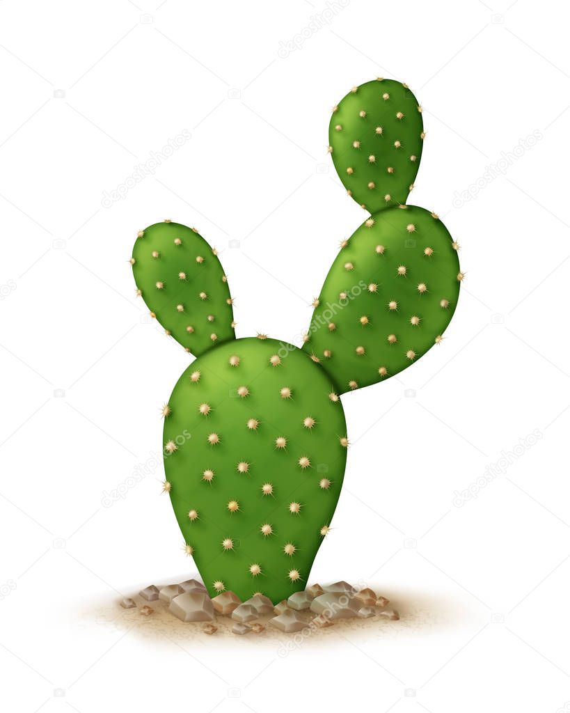 Vector illustration of opuntia microdasys or Bunny ears cactus in ground isolated on white background