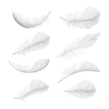 Vector set of realistic bird feathers in various positions and angles isolated on background clipart