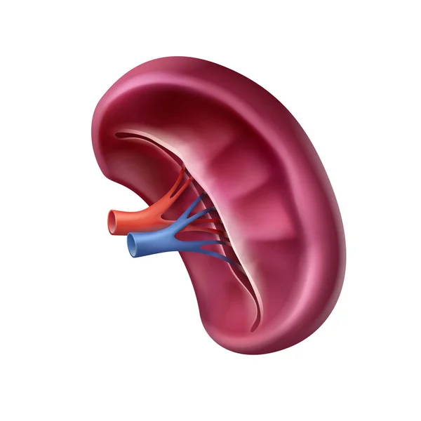 Vector realista sano vista frontal del bazo humano aislado sobre fondo blanco — Archivo Imágenes Vectoriales