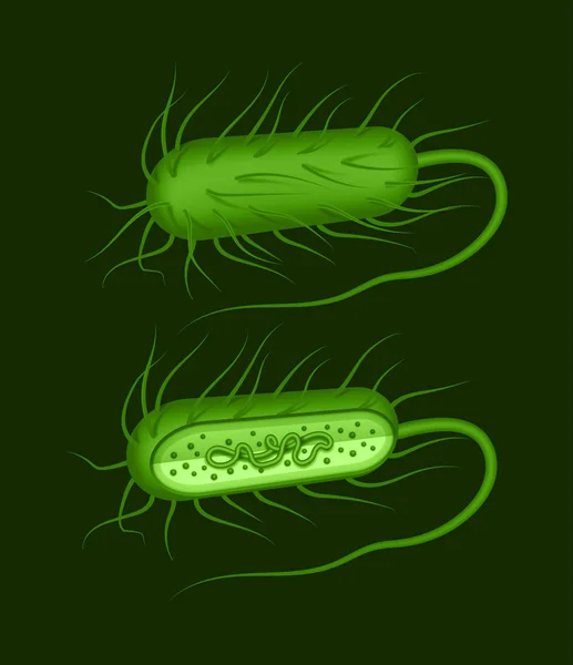 Ilustrasi vektor bakteri bacillus berbentuk batang hijau dengan fimbriae dan flagellum terisolasi pada latar belakang dak - Stok Vektor