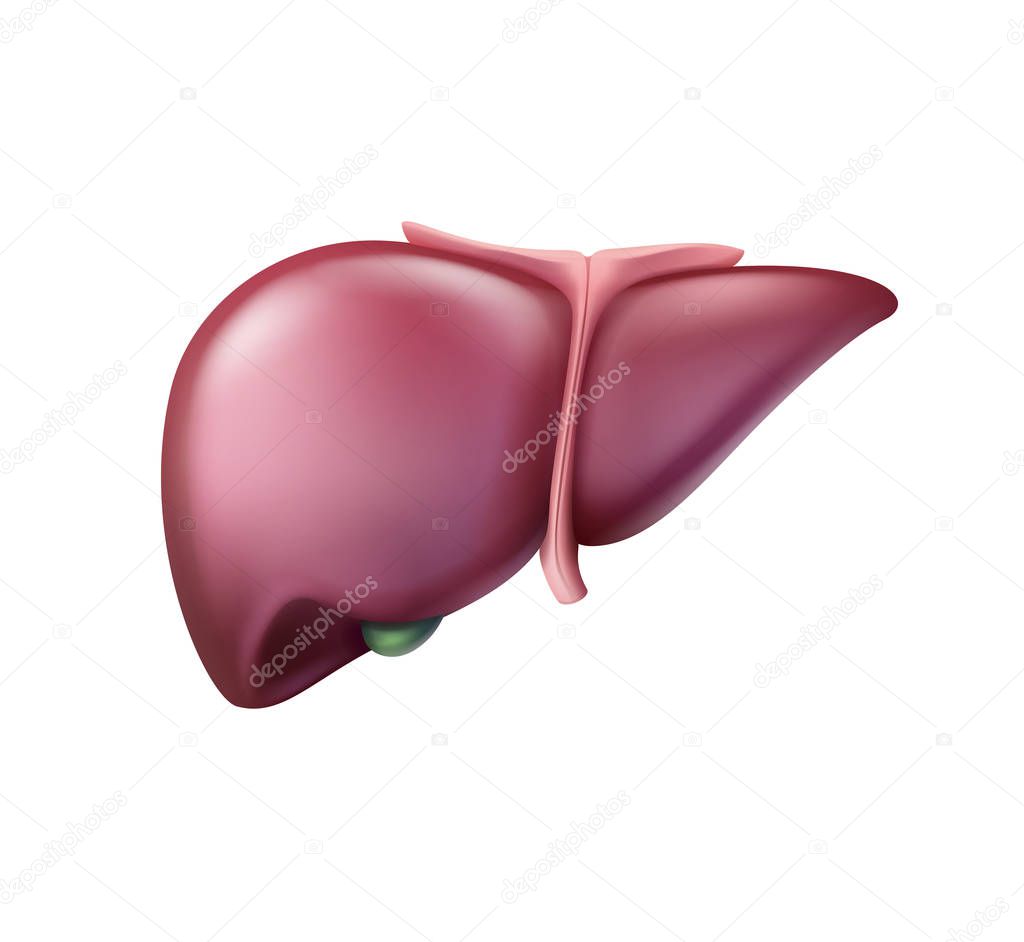 Vector realistic pinkish healthy liver close up front view isolated on background