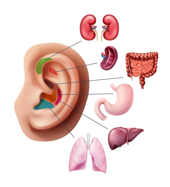 Ilustração vetorial de pontos de acupuntura na orelha, zonas reflexas com órgãos humanos internos isolados no fundo — Vetor de Stock