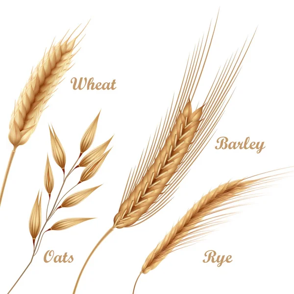 Ilustración vectorial de cuatro cultivos agrícolas, cereales con trigo, avena, centeno, cebada en espiguillas sobre fondo Gráficos vectoriales