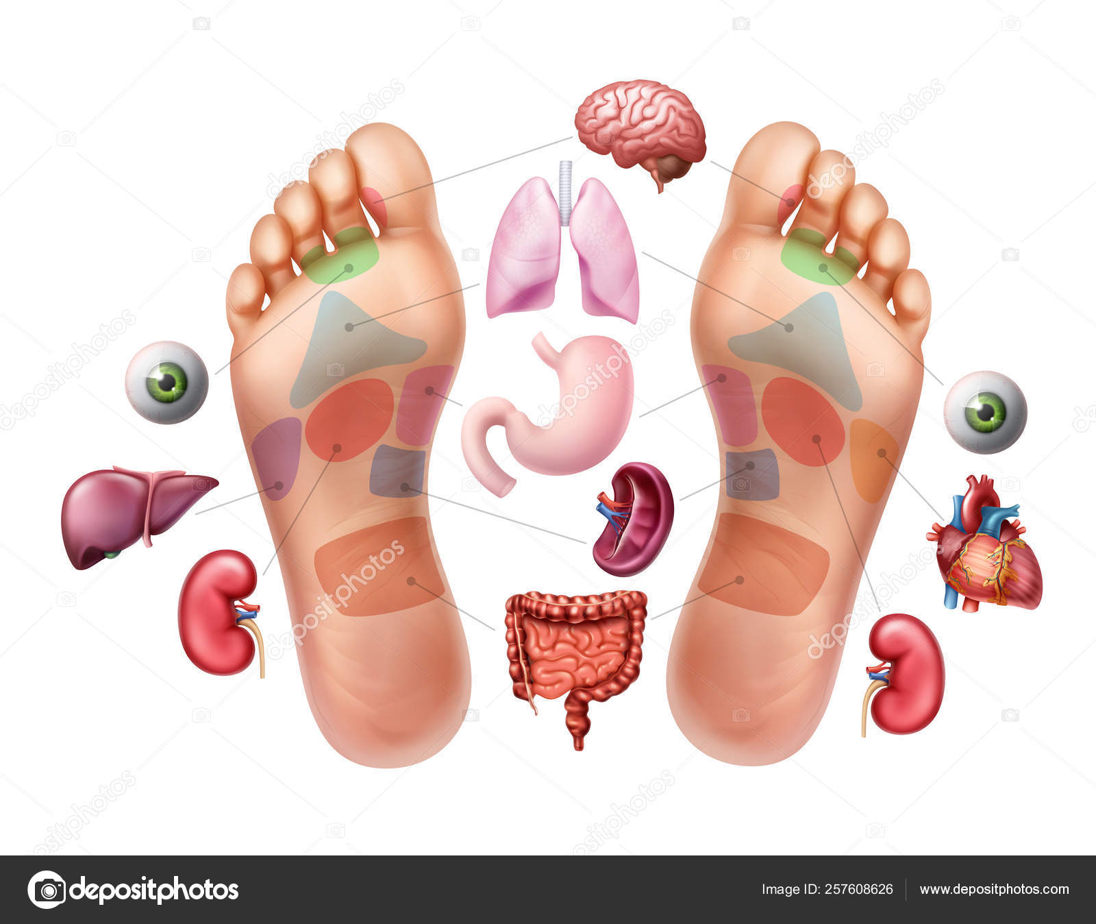 Ilustración vectorial de plantas de pies con zonas de reflexología