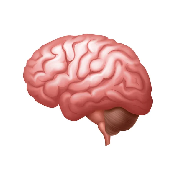 Vector rosa vista lateral del cerebro humano de cerca aislado en el fondo Ilustraciones de stock libres de derechos