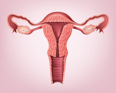 Kadın üreme sisteminin vektör tıbbi çizimi. Arkaplanda izole