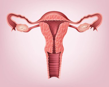 Vector medical illustration of female reproductive system. Isolated on background clipart