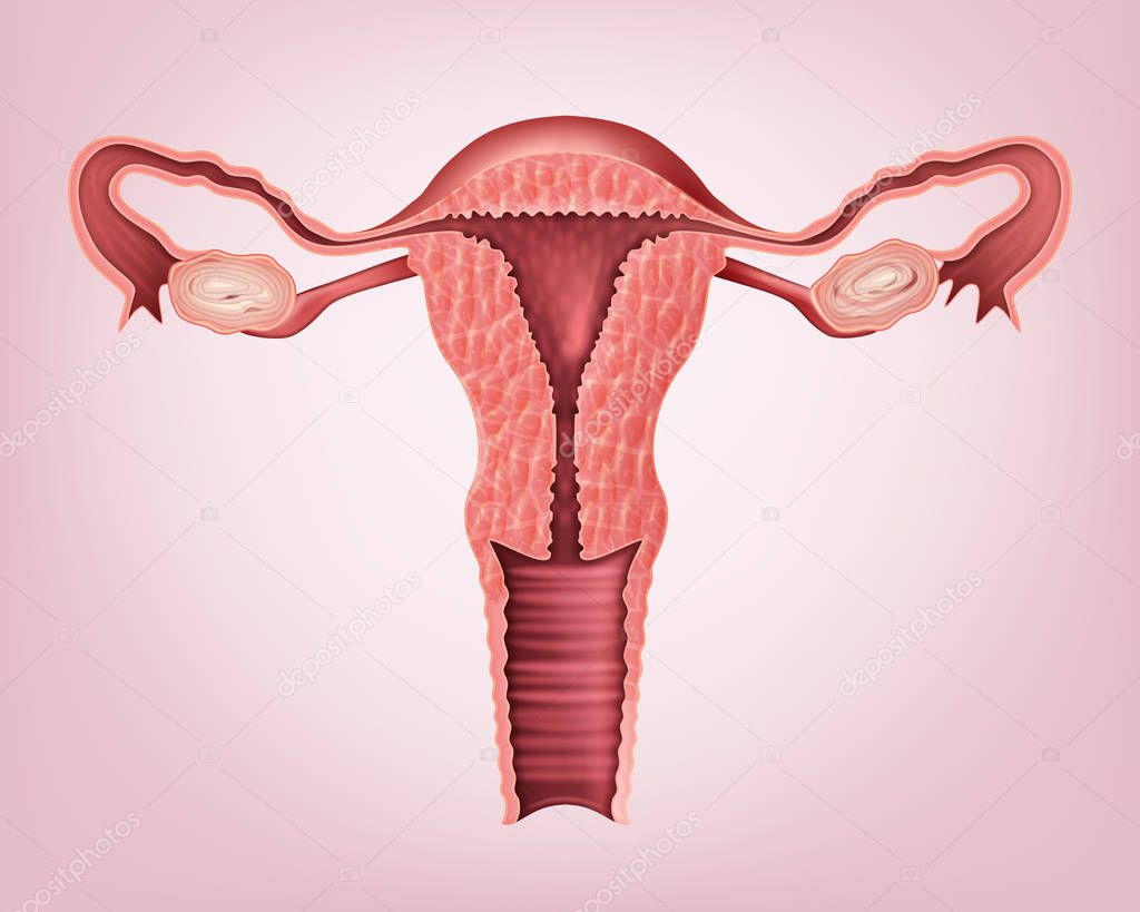 Vector medical illustration of female reproductive system. Isolated on background