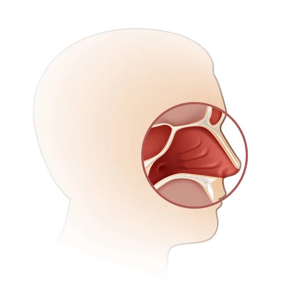 Cavidad nasal humana vectorial con vista lateral de silueta de cabeza de cerca aislada en el fondo — Vector de stock