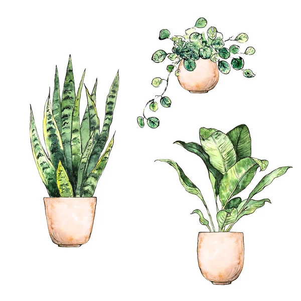 Set of watercolor hand painted indoor plants in pots. Isolated elements on white background. Greenery collection is perfect for print, poster, card making and ecological design.