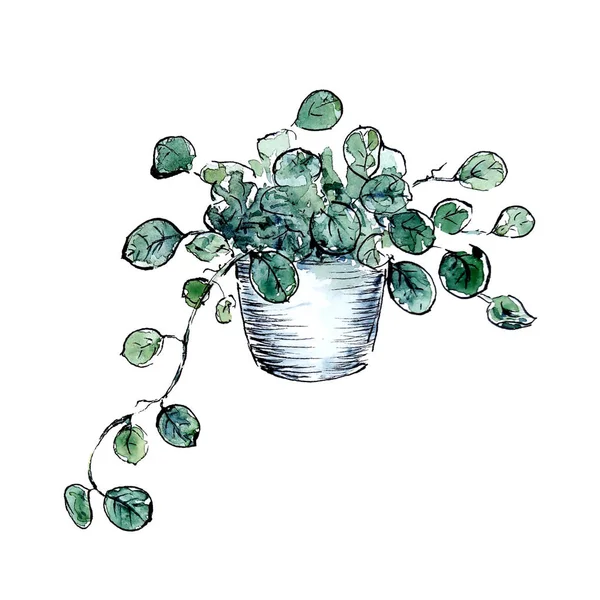 Watercolor hand painted indoor plant in pot. Isolated element on white background is perfect for print, poster, card making and scrapbooking design.