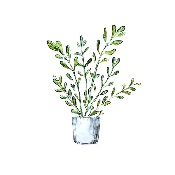Watercolor hand painted indoor plant in pot. Light sketch isolated element on white.