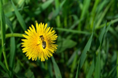 Bahar.Çimenlerde Karahindiba.