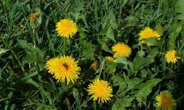 Bahar.Çimenlerde Karahindiba.