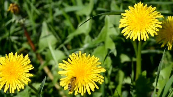一只蜜蜂和蒲公英在草地上 — 图库视频影像