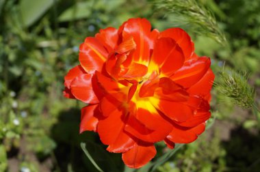 Bahçedeki kırmızı çiçek