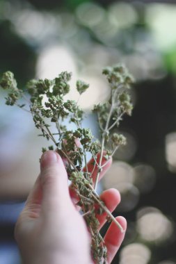 harç toz fesleğen ile