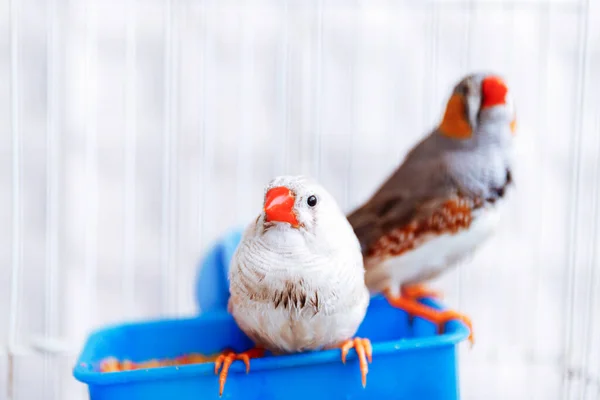 Pinzón Cebra Pájaro Gris Colorido Taeniopygia Guttata Sentado Una Jaula — Foto de Stock