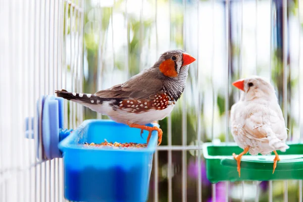 colorful grey bird zebra finch, Taeniopygia guttata, sitting in a cage on a balcony, native australian species