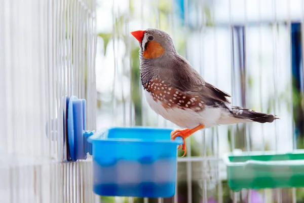 colorful grey bird zebra finch, Taeniopygia guttata, sitting in a cage on a balcony, native australian species