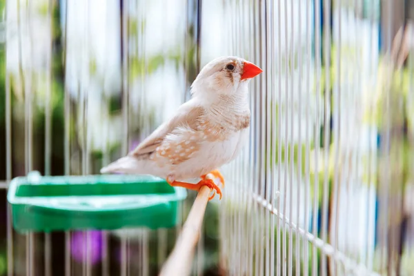 Colorido Pássaro Branco Zebra Finch Taeniopygia Guttata Sentado Uma Gaiola — Fotografia de Stock