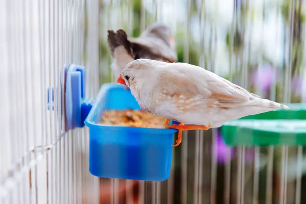 colorful white bird zebra finch, Taeniopygia guttata, sitting in a cage on a balcony, native australian species