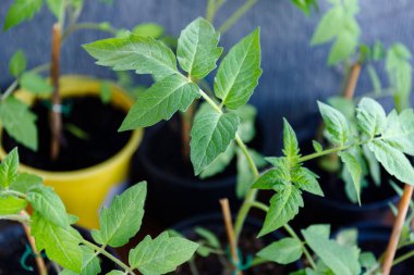 Tencereye domates ektim, her şey için harika bir tasarım. Yaz yeşili bahçe. Evde bahçe işleri..