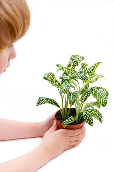 Ragazzo Con Impianto Fittonia Sfondo Bianco Giardinaggio Domestico Piante Domestiche — Foto Stock