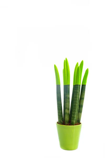 Impianto Sansevieria Verde Una Pentola Ceramica Sfondo Bianco Con Spazio — Foto Stock