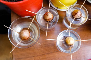 Evde avokado tohumu yetiştiriyorum. Bir bardak suda yetişen bitkiler.