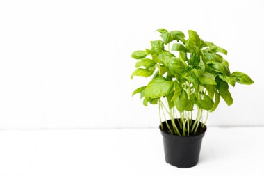 Fesleğen çalısı, beyaz sırtüstü bir tencerede